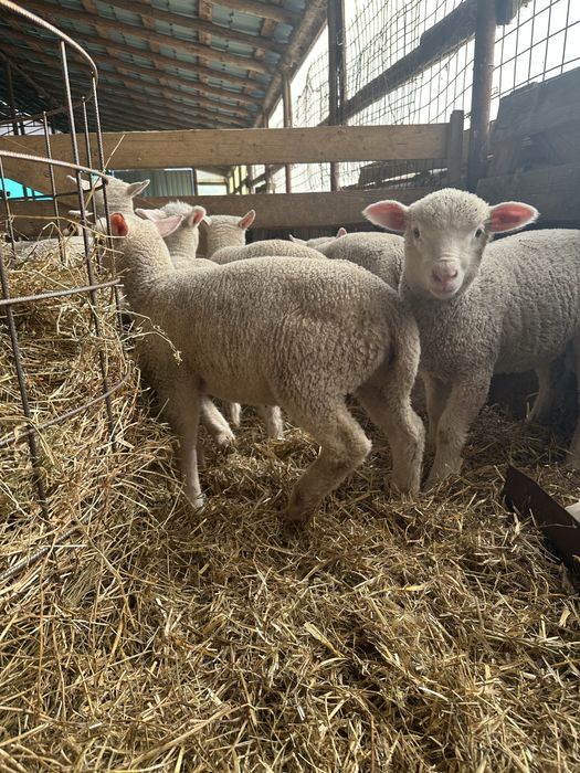 Vand mielute Ile de france