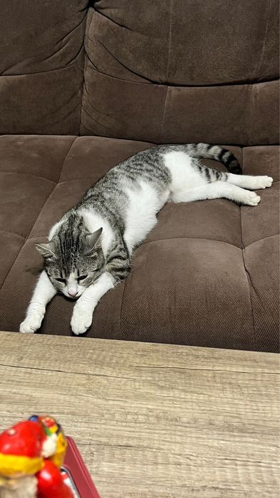 Adoptie Permanenta Pisica