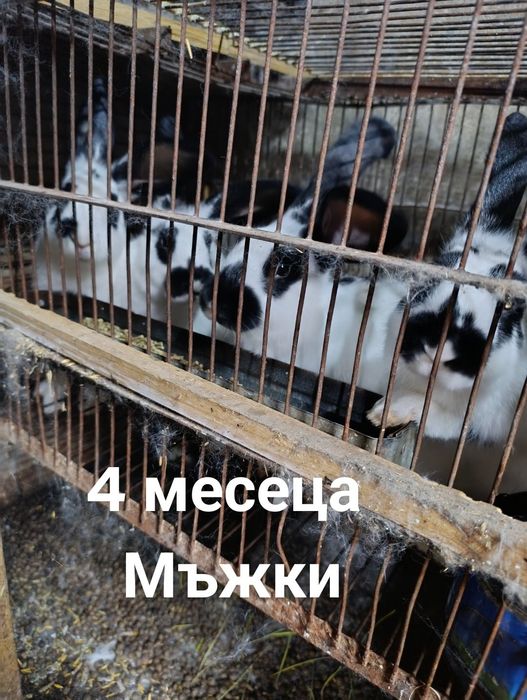 Продават се зайци мъжки и женски!