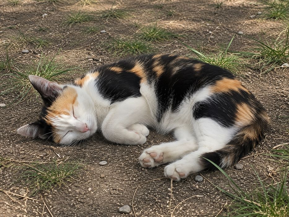 Котята в дом или квартиру