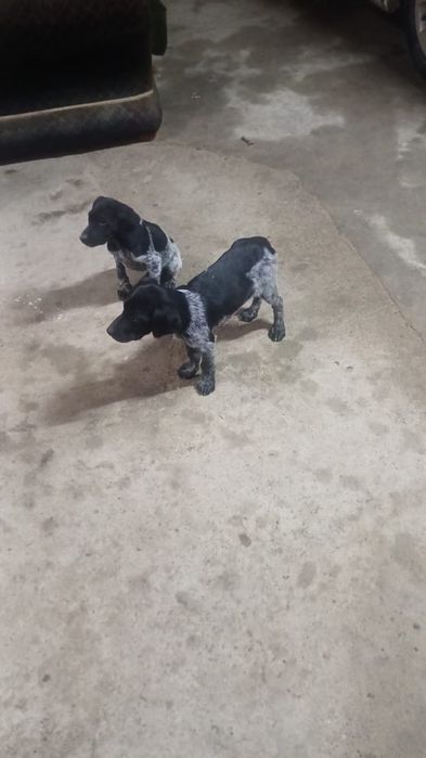 Курцхар сатылады еки кушиги