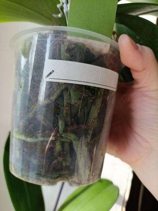 Орхидея фаленопсис