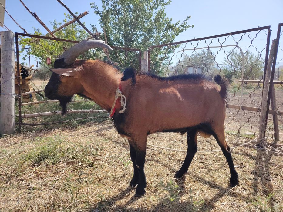 Әлпи чех теке сатылады
