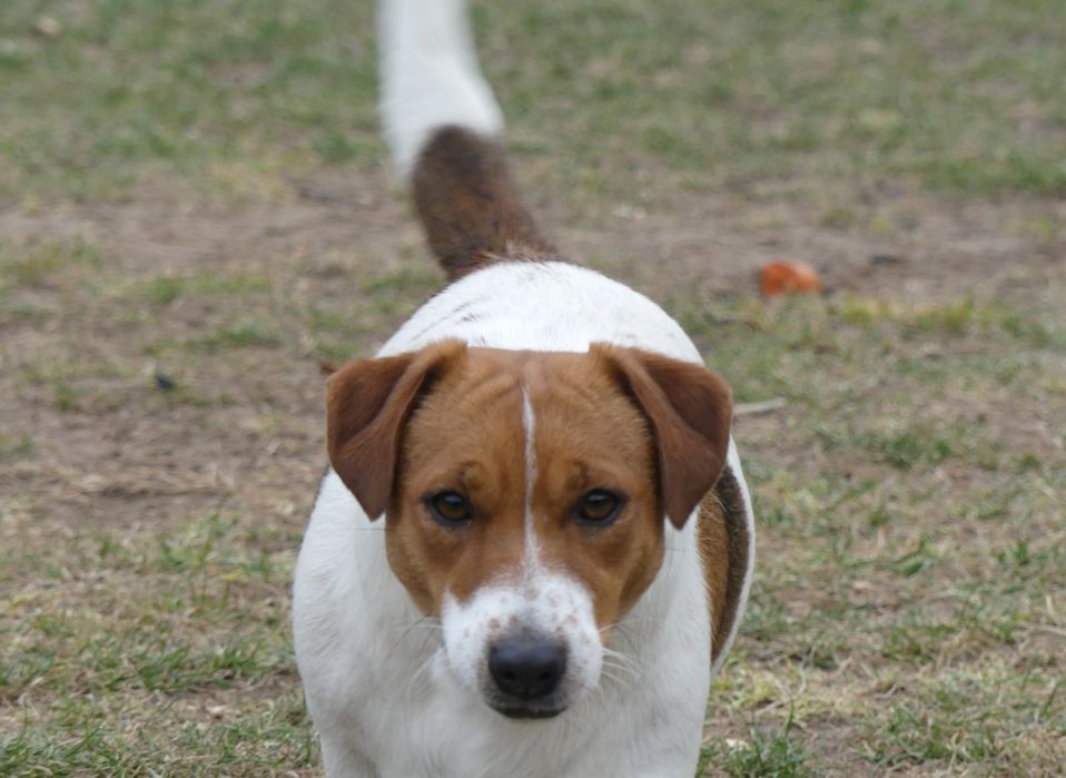 Джак Ръсел Териер