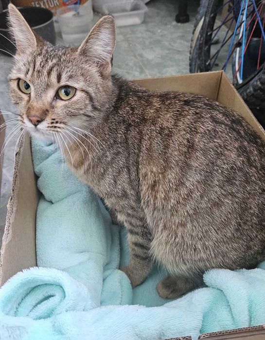 Adoptie pisica tigrata Bambi