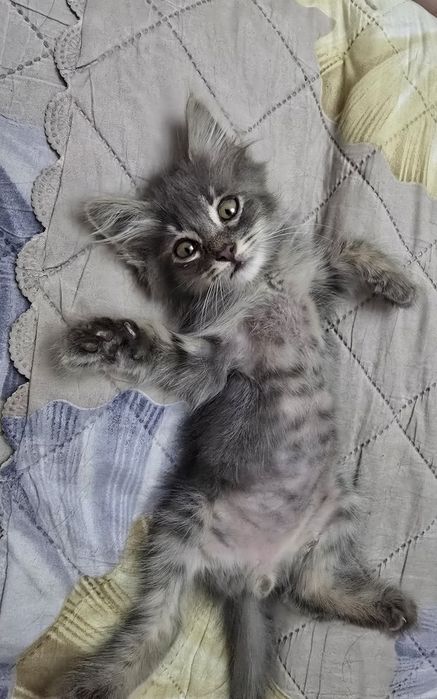 Отдам котенка в хорошие руки