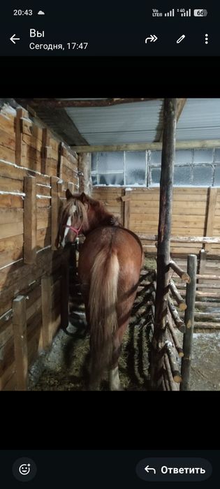 Ассалаумағалейкум Құнан сатылады