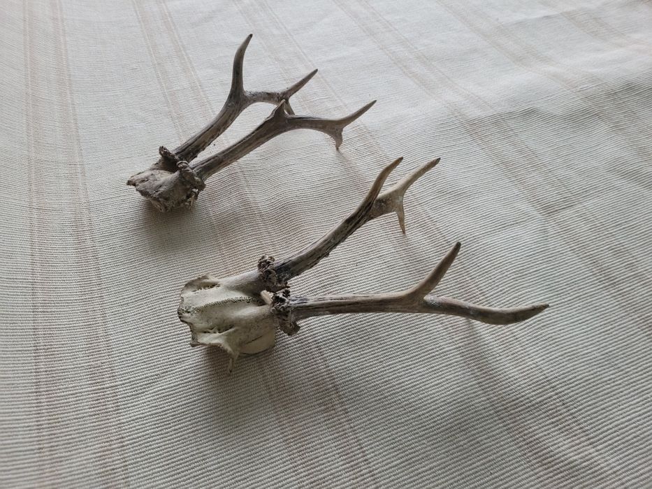 Еленски рога-два вида