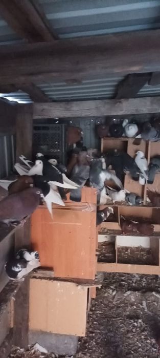 Голуби домашние чехия американец кормилецы