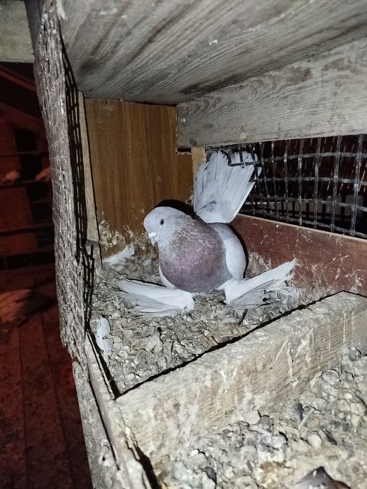 Сирень самец хороший