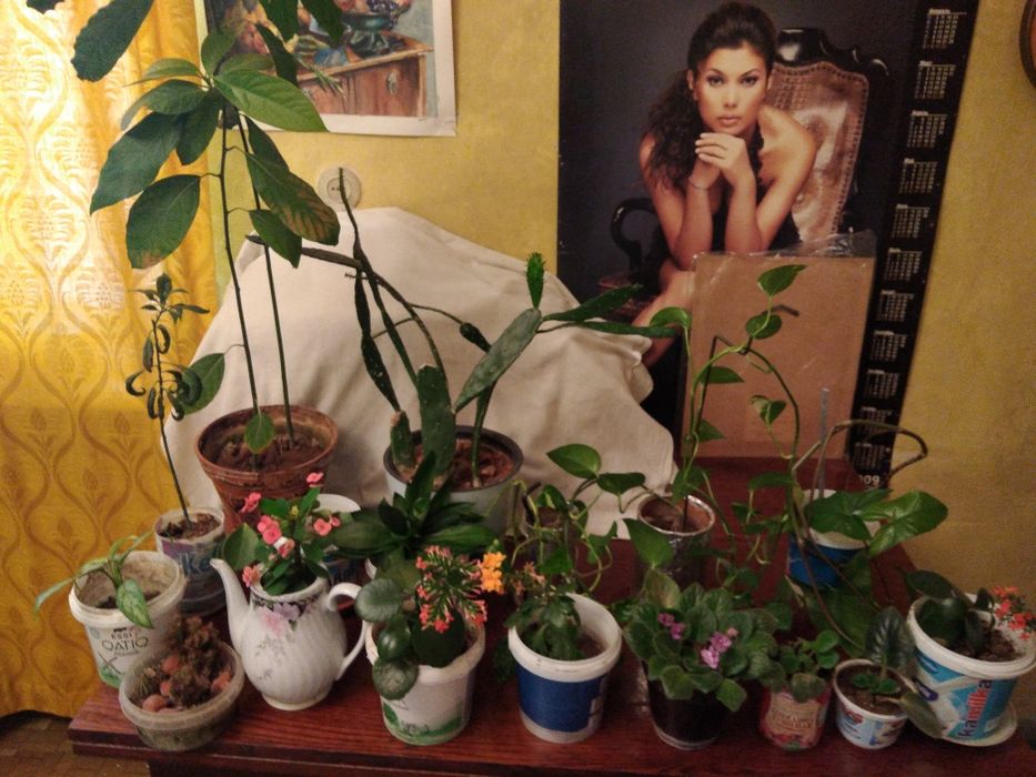 Продаю домашние цветы