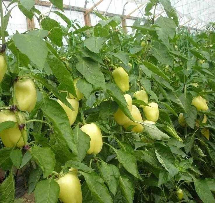 Rasaduri  de legume si plante aromatice - de calitate !