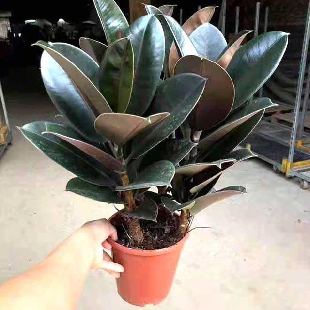 Фикус черный принц - комнатные и офисные цветы