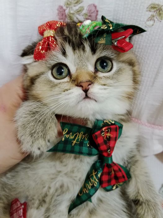 Роскошные котята