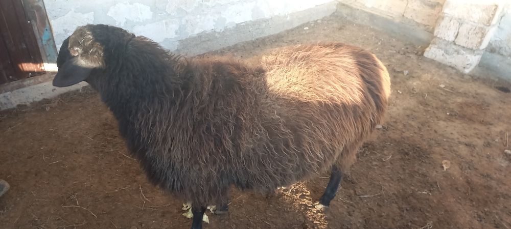 саулық қой сатылады