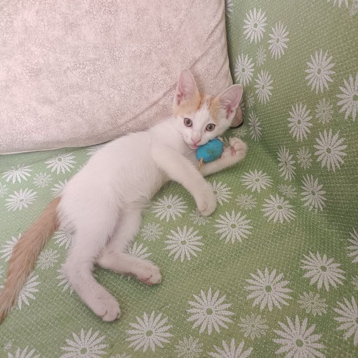 Котенок в добрые руки