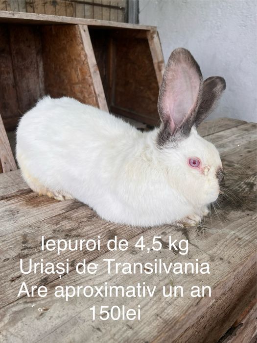 Iepuri rase diferite