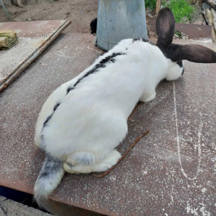 Мъжки заек пеперуда