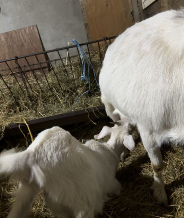 Коза с женско яре