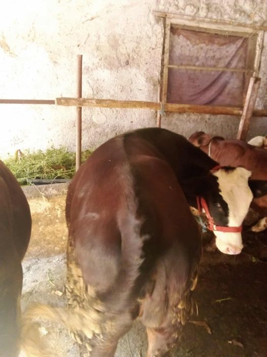 Vând vițele  de 300 kg bucata preț 5500 bucata preț negociabil