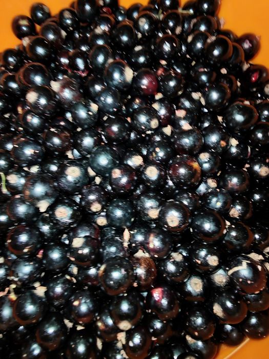 Продам черную смородину 5 литров