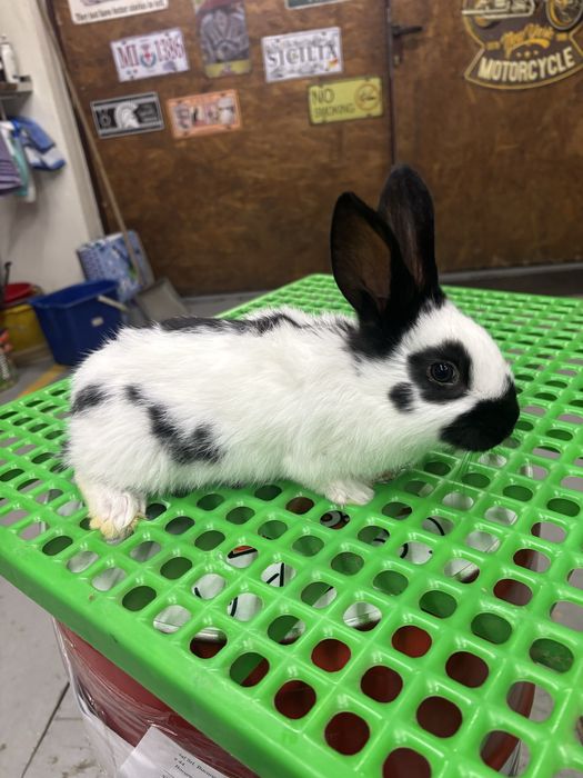 Iepuri Urias Pestrit German ( fluture german)