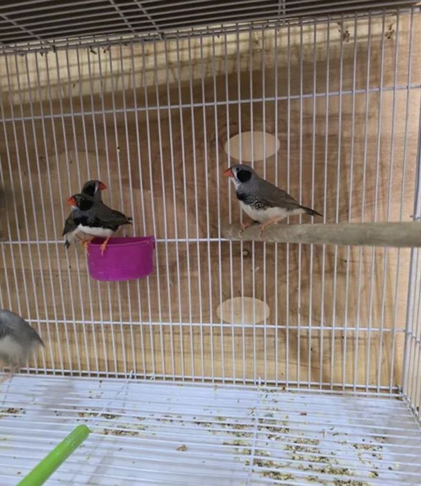 Продам чернощеких Амадинов