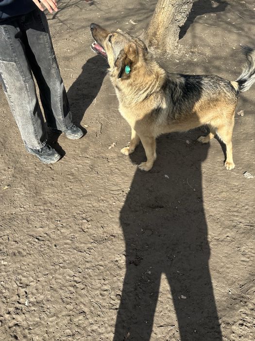 Пристраивается собака!