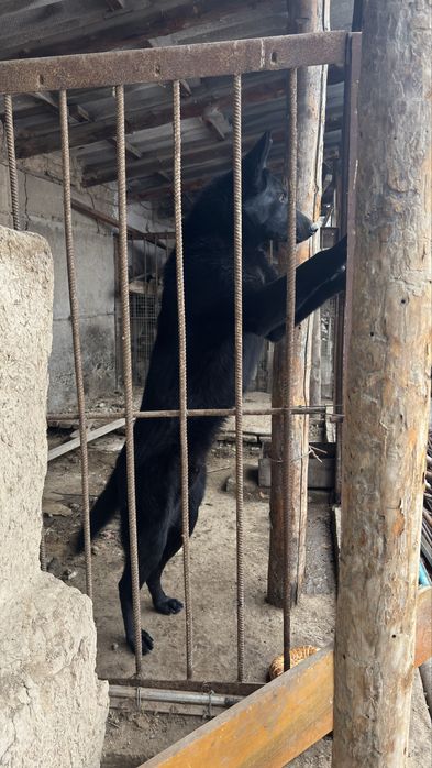 немецкая черная овчарка самец