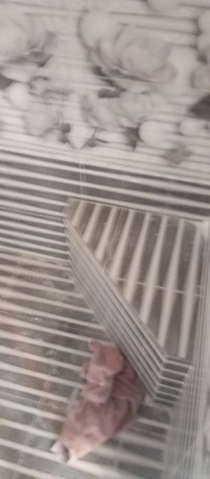 Kafel michnem tez tozq kachstivni