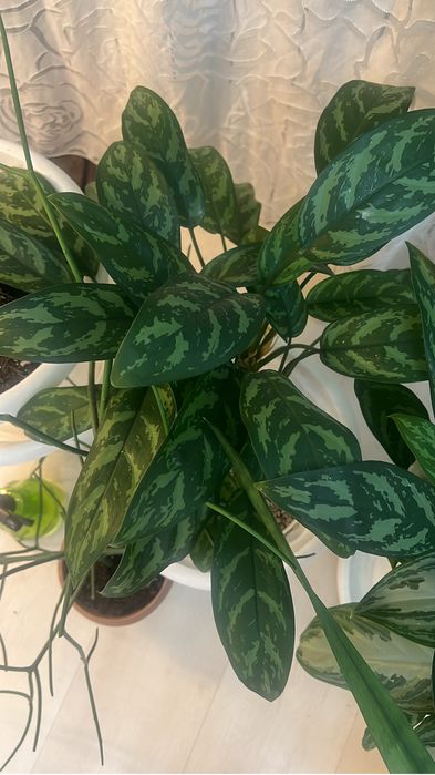 Аглаонема в продаже