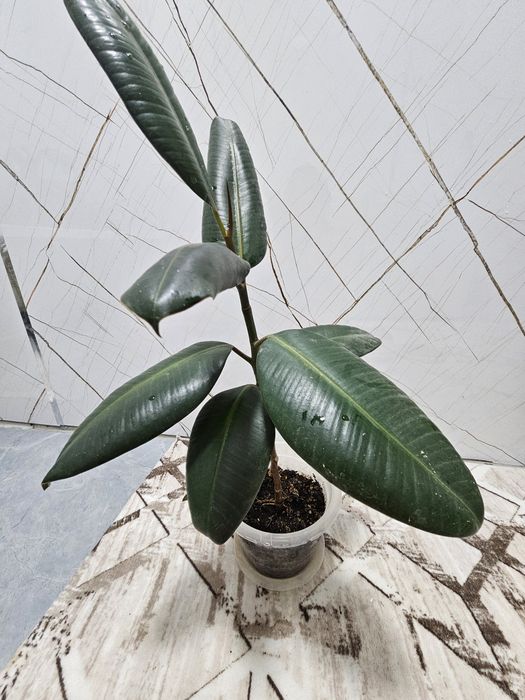 Продаю комнатные цветы.