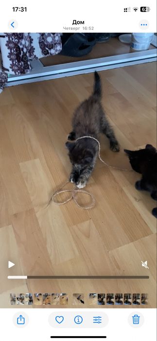 Отдам котенка в добрые руки!