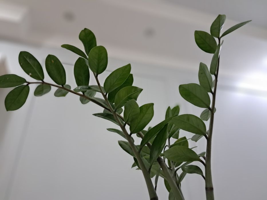 Денежное дерево Замиокулькас.