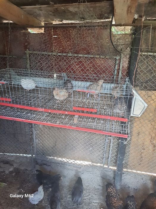 Cușcă prepelițe cu o familie 6