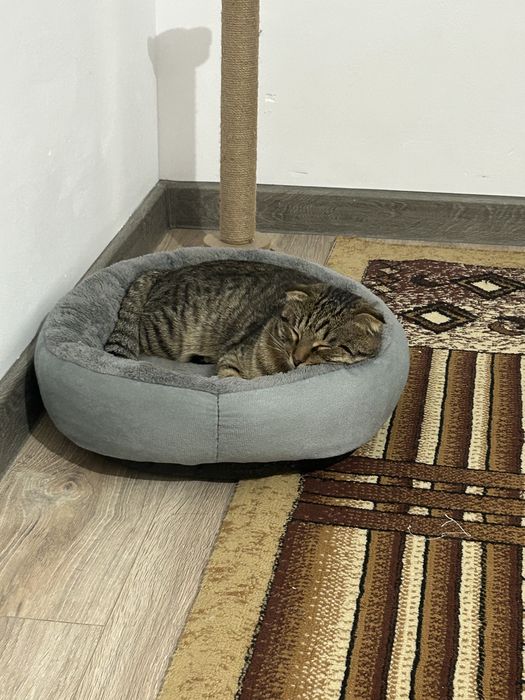 отдам кота в хорошие руки
