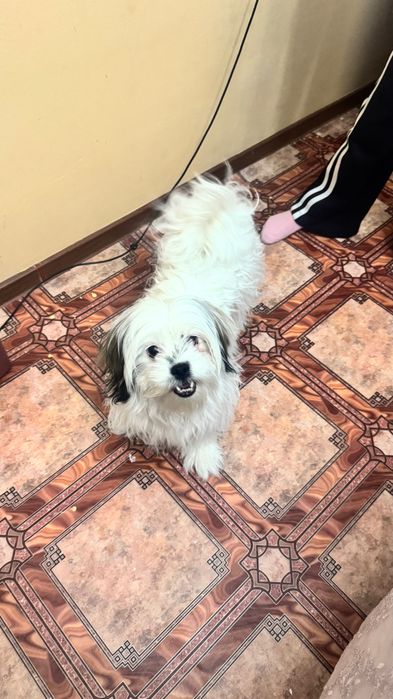 Продается собака щи тцу