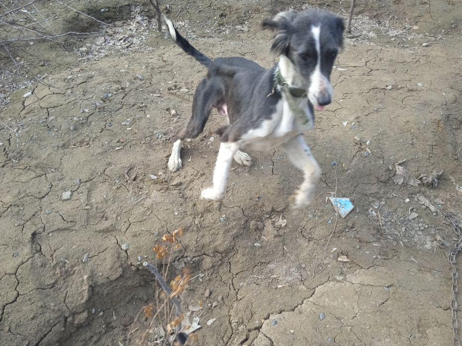 Продам тазы чистокровный