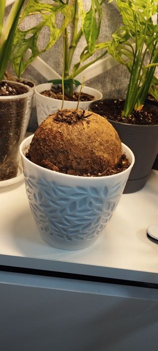 Стефания каудексное растение