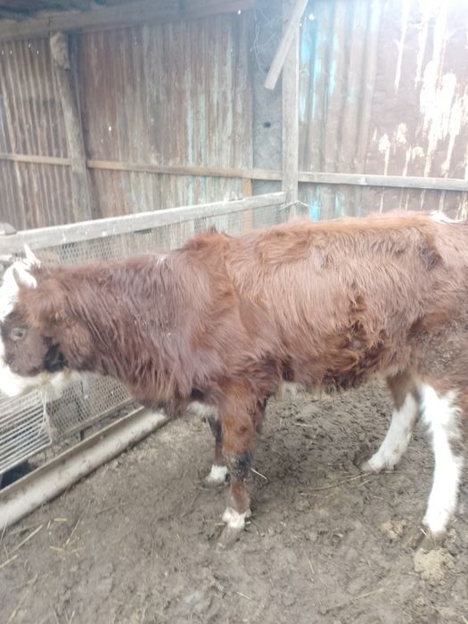 1,5 жасар кашар сатылады семіз