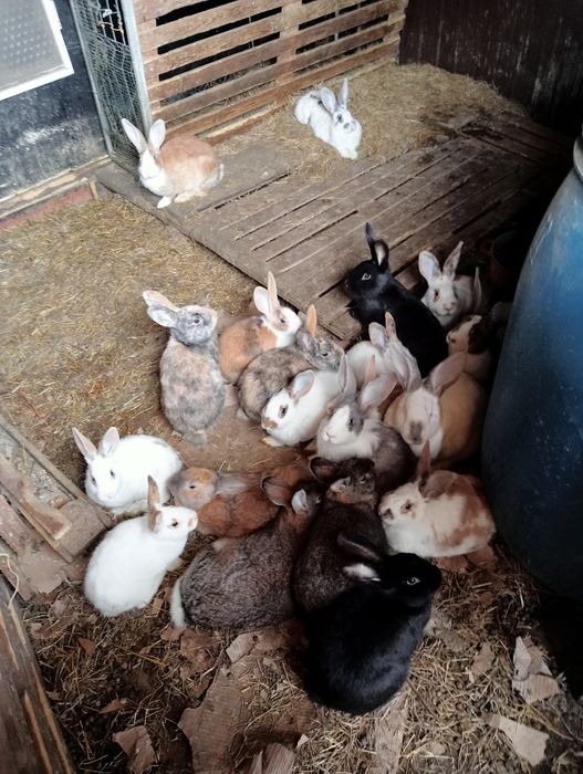 Vănd iepuri toate mărimile