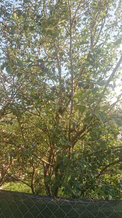 Prune pt palinca calitate superioara