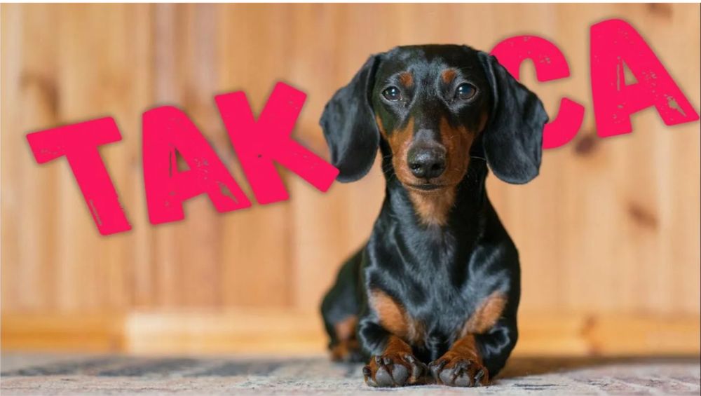 Продам собаку, породы такса.