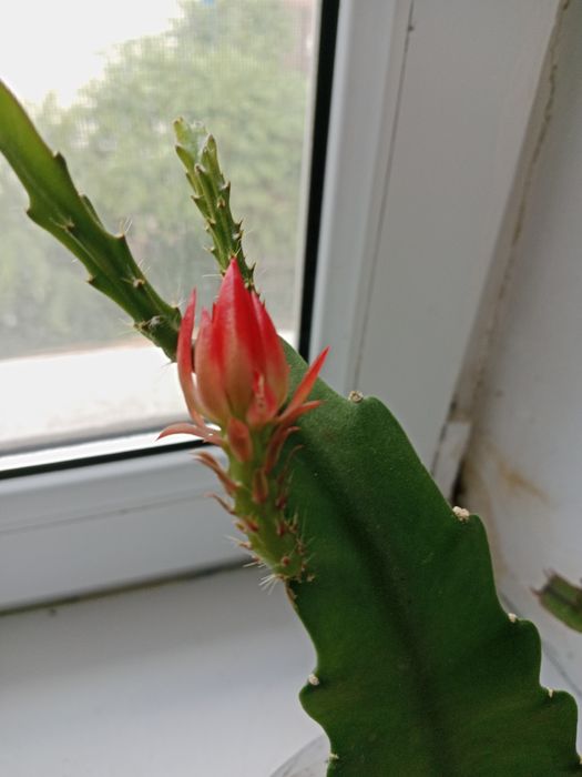 Продам цветок Эпифилум