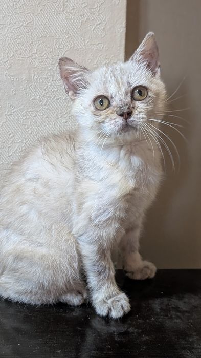 Отдам в добрые руки котят