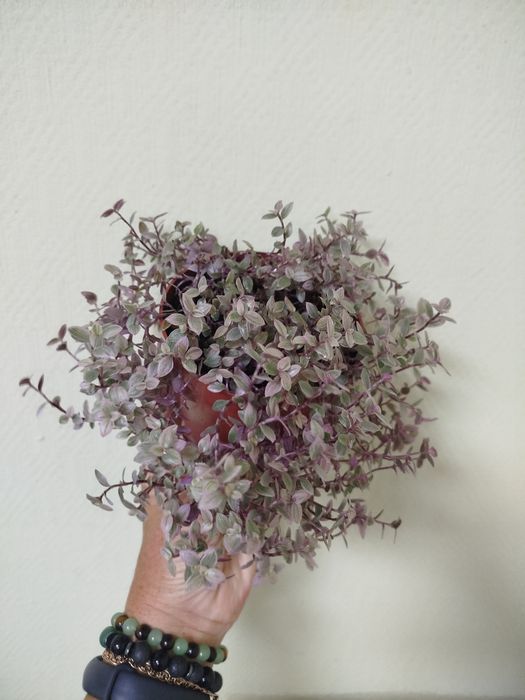 Каллизия розовая