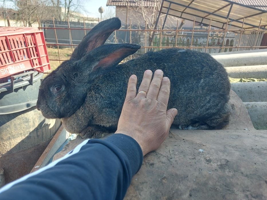 Iepuri rasa grea, femele mature