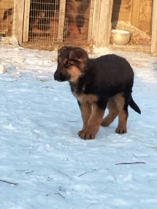 Щенки немецкой овчарки
