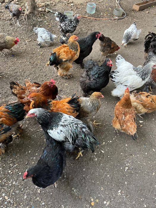 Găini și Cocoși Brahma + Australorp – Exemplare foarte frumoase