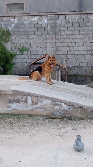 Немецкий овчарка